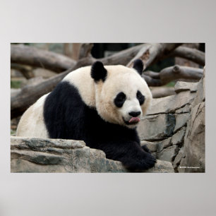Giant Panda auf Steinen Poster