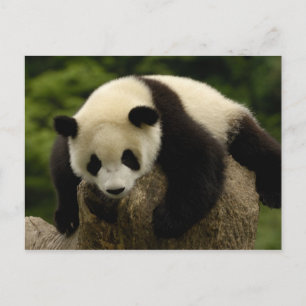 Giant panda baby (Ailuropoda melanoleuca) 4 Postkarte