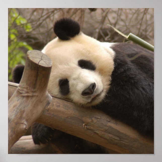 Giant Panda Bear & Baby Panda Poster (Vorne)
