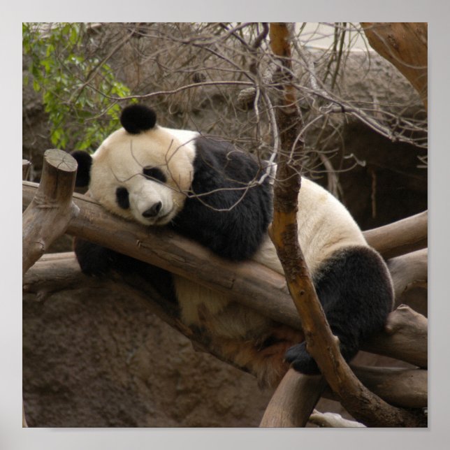 Giant Panda Bear Canvas Print Poster (Vorne)