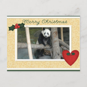 Giant Panda Bear or Baby Panda Christmas Postcard Feiertagspostkarte