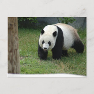 Giant Panda Bear Postcard Postkarte
