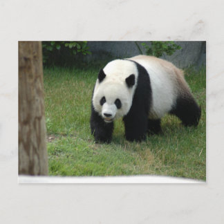 Giant Panda Bear Postcard Postkarte