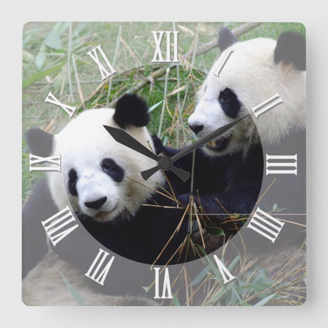 Giant Panda Bears Liebe spielen / Familie Pandas Quadratische Wanduhr (Vorderseite)