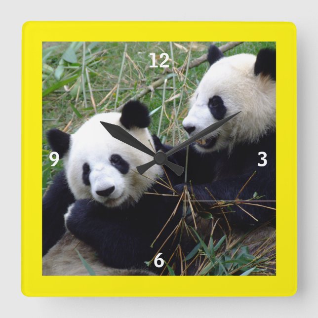 Giant Panda Bears Playing & Bamboo Eating (lustig) Quadratische Wanduhr (Vorderseite)