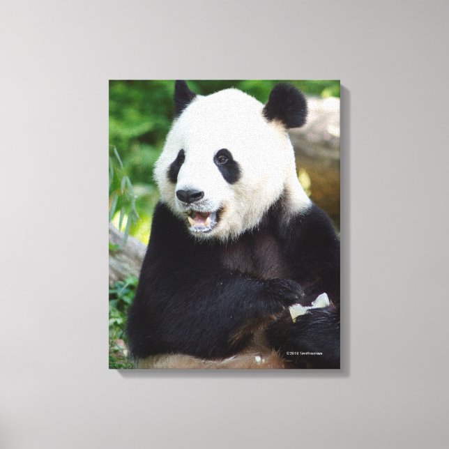 Giant Panda Eating Bamboo Leinwanddruck (Vorderseite)