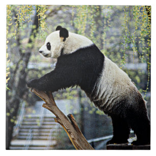 Giant Panda Fliese
