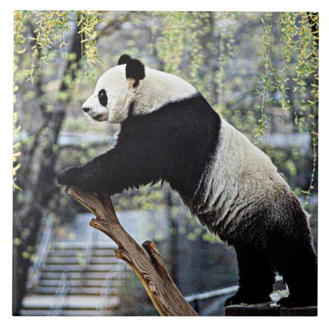 Giant Panda Fliese (Vorderseite)