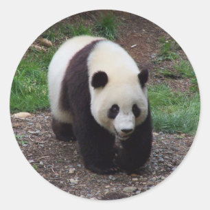 Giant Panda Foto Stickers