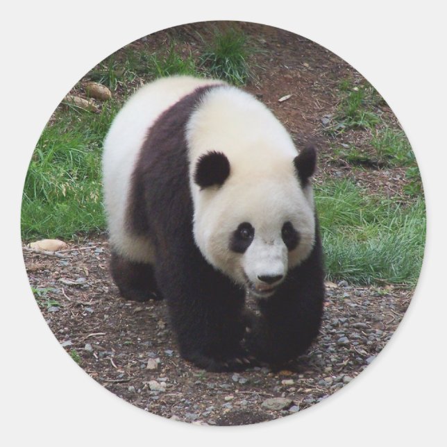 Giant Panda Foto Stickers (Vorderseite)