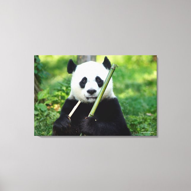 Giant Panda Holding Bamboo Leinwanddruck (Vorderseite)