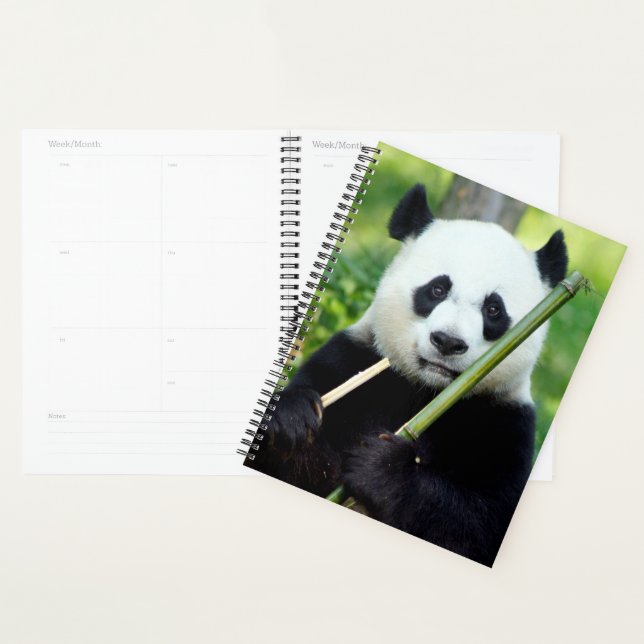 Giant Panda Holding Bamboo Planer (Anzeige)
