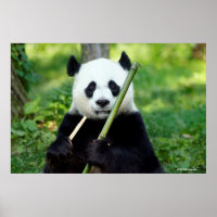 Giant Panda Holding Bamboo