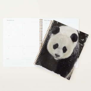 Giant Panda in Snow Planer