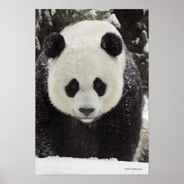 Giant Panda in Snow Poster (Vorne)