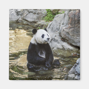 Giant Panda Magnet
