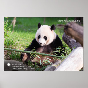 Giant Panda Mei Xiang Poster
