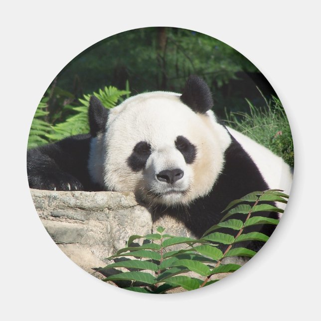 Giant Panda Napping Magnet (Vorne)
