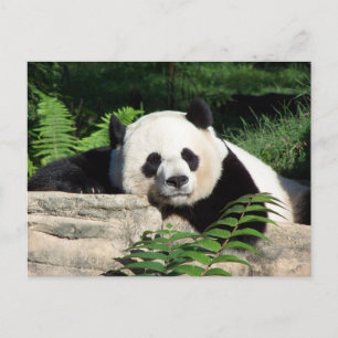 Giant Panda Napping Postkarte
