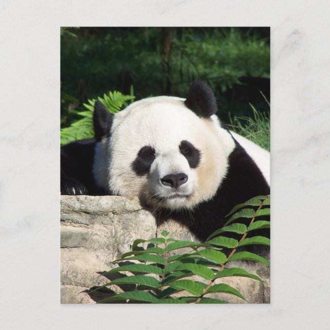 Giant Panda Napping Postkarte (Vorderseite)
