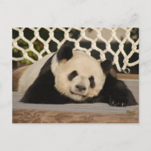 Giant Panda Postcard Postkarte