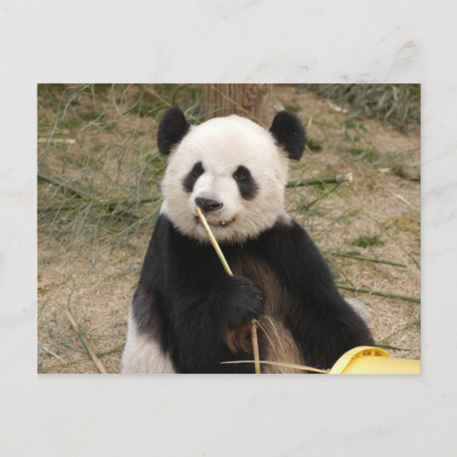 Giant Panda Postcard Postkarte (Vorderseite)