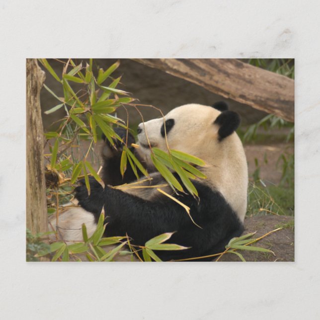 Giant Panda Postcard Postkarte (Vorderseite)