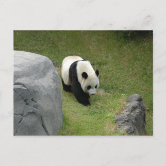 Giant Panda Postcard Postkarte