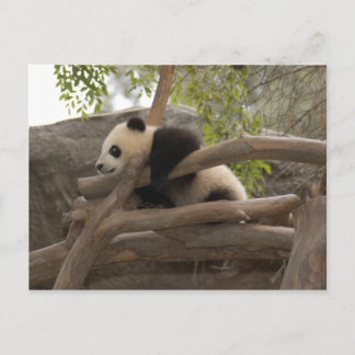 Giant Panda Postcard Postkarte