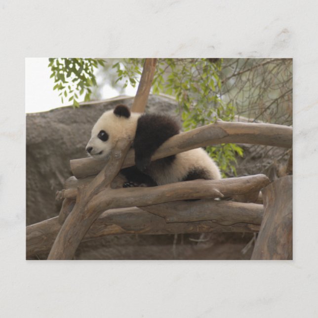 Giant Panda Postcard Postkarte (Vorderseite)