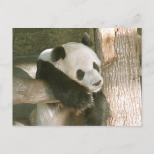 Giant Panda Postcard Postkarte