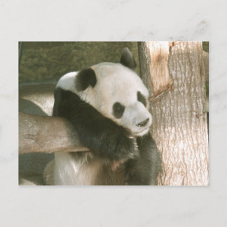 Giant Panda Postcard Postkarte
