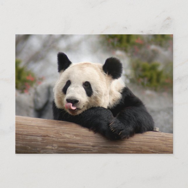 Giant Panda Postcard Postkarte (Vorderseite)