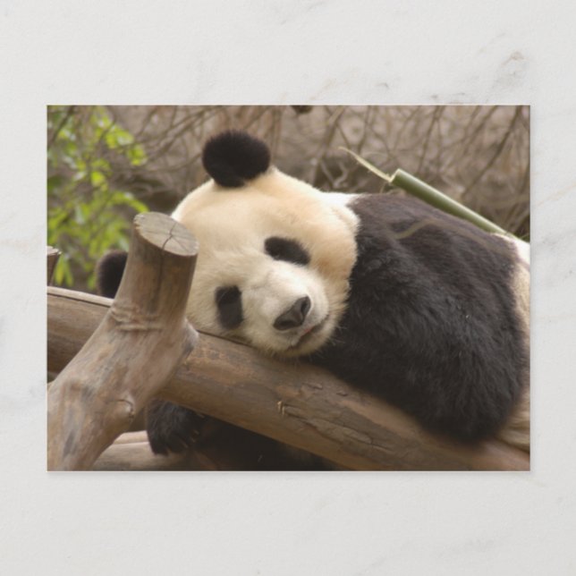 Giant Panda Postcard Postkarte (Vorderseite)