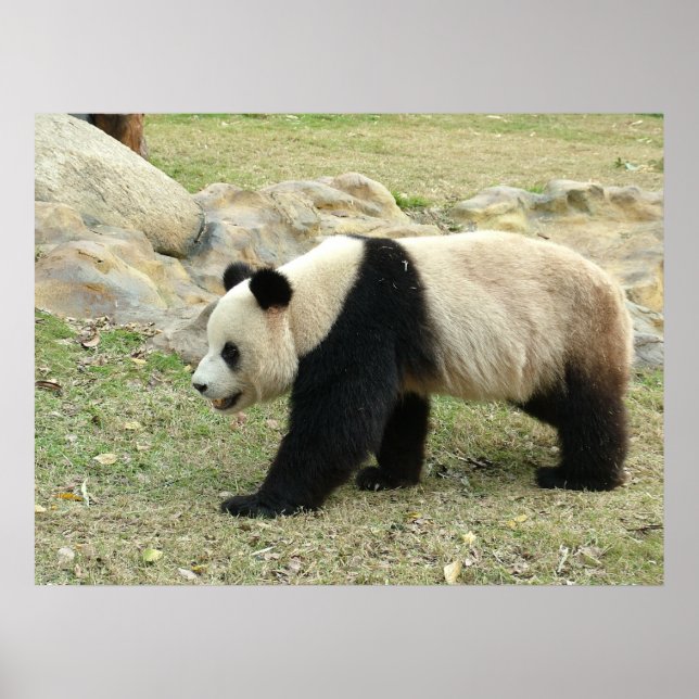 Giant Panda Poster (Vorne)