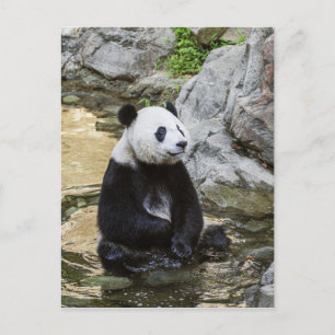 Giant Panda Postkarte