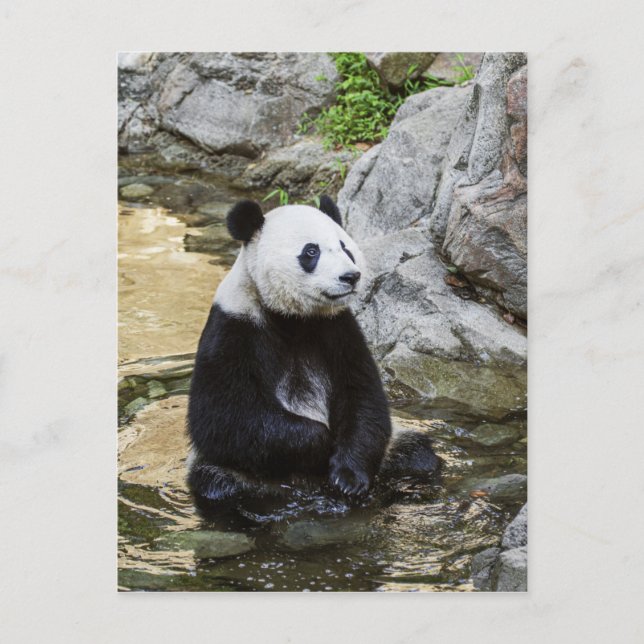 Giant Panda Postkarte (Vorderseite)