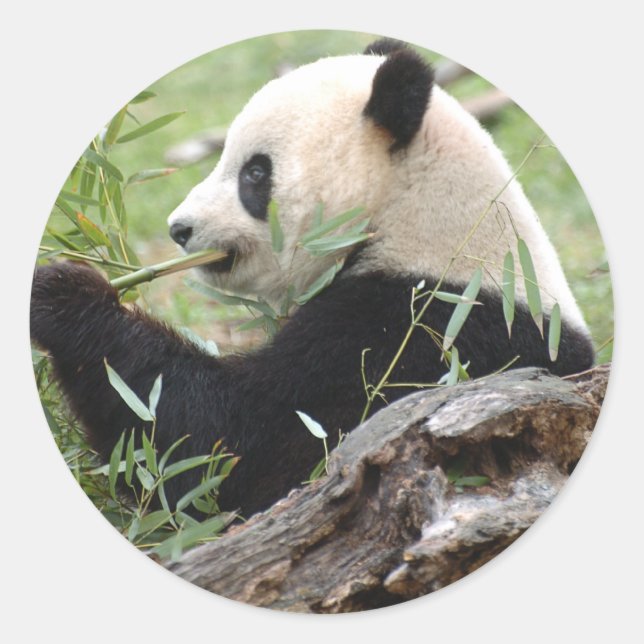 Giant Panda Runder Aufkleber (Vorderseite)