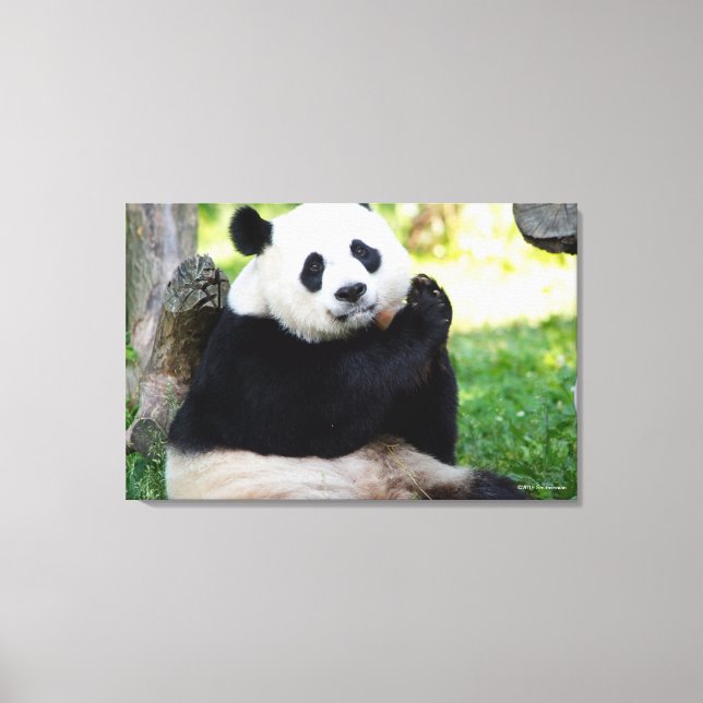 Giant Panda Sitting Leinwanddruck (Vorderseite)