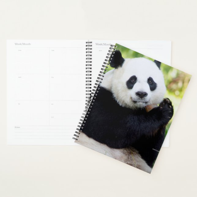 Giant Panda Sitting Planer (Anzeige)