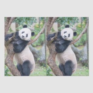 Giant Panda Tissue Paper / Decoupage Paper Seidenpapier