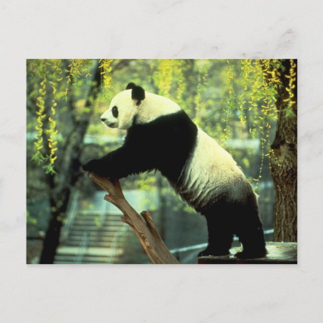 Giant Panda Yoga Stretch Postkarte (Vorderseite)