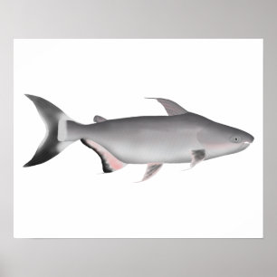 Giant Pangasius Poster