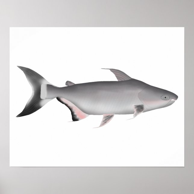 Giant Pangasius Poster (Vorne)