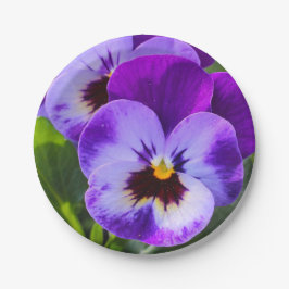 Giant pong Pansy Fills dies Pappteller