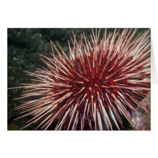Giant Red Sea Urchin - Karte