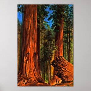 Giant Redwood Forest Trees Yosemite Valley Cali Poster