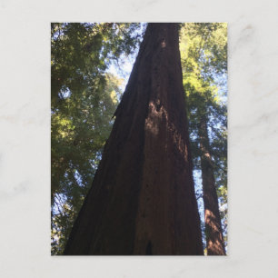 Giant Redwood Trees Postkarte