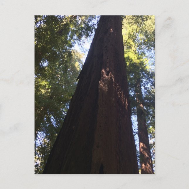 Giant Redwood Trees Postkarte (Vorderseite)