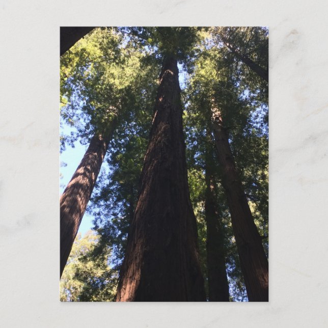 Giant Redwood Trees Postkarte (Vorderseite)